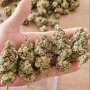Насіння конопель Melonade Runtz® NEW! від Dutch Passion